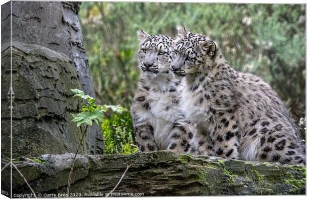 Snow Leopard Cubs Canvas Print by Garry Bree