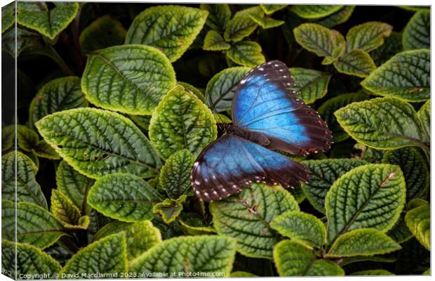 Blue Morpho Butterfly Canvas Print by David Macdiarmid