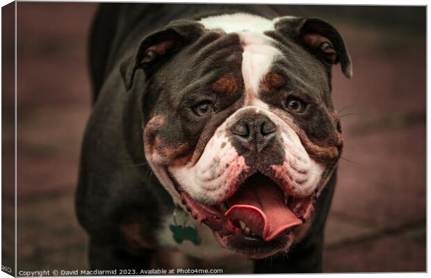 Olde English Bulldogge Canvas Print by David Macdiarmid