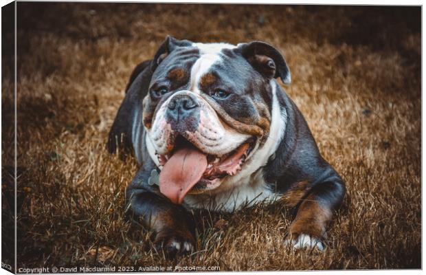 Olde English Bulldogge Canvas Print by David Macdiarmid