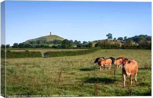 Over the pasture to the Tor Canvas Print by David Macdiarmid