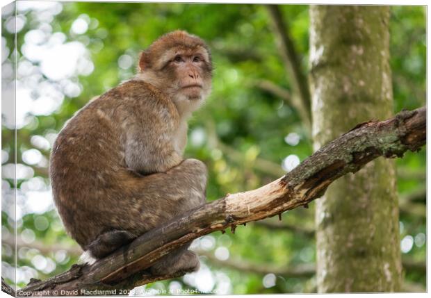 Barbary macaque monkey Canvas Print by David Macdiarmid