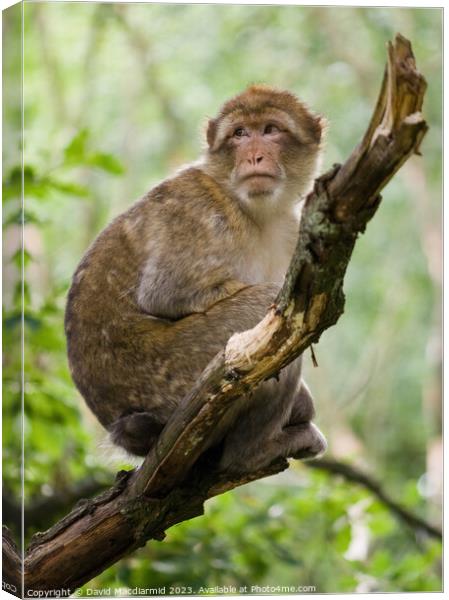 Barbary macaque monkey Canvas Print by David Macdiarmid