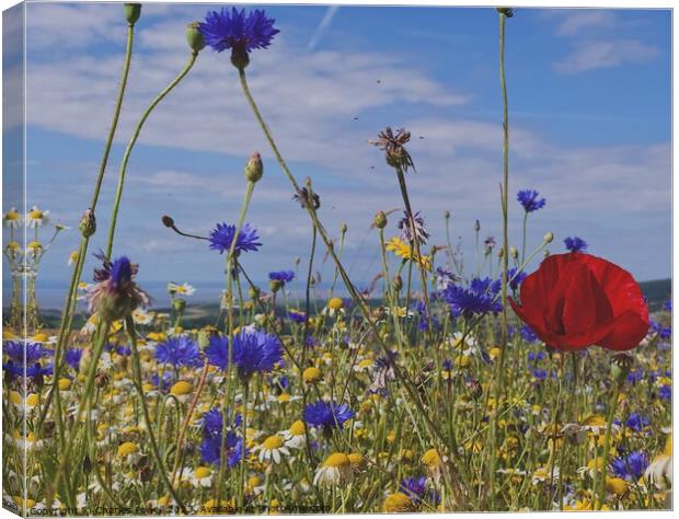 Stogumber wild flowers Canvas Print by Charles Powell