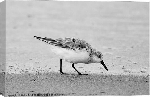 Sanderling wader bird  Canvas Print by Helen Reid