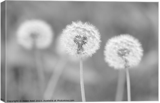 Dandelion seed head in black and white Canvas Print by Helen Reid