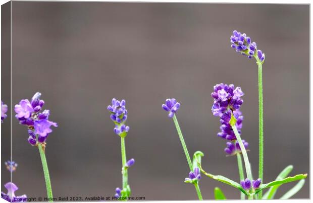 Purple lavender flower stems Canvas Print by Helen Reid