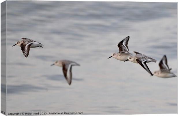 Sanderling birds in flight Canvas Print by Helen Reid