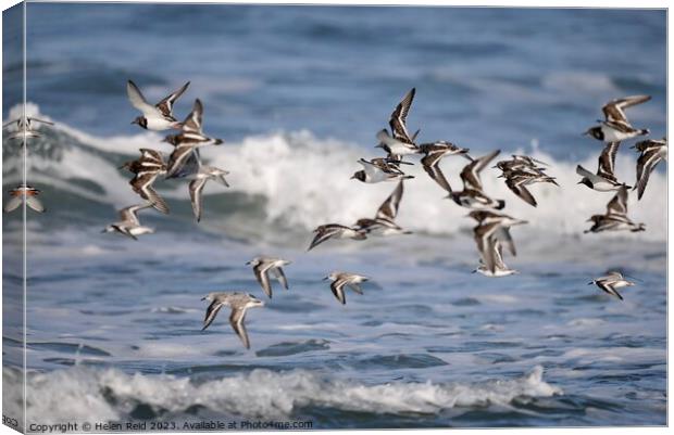 Turnstones in flight Canvas Print by Helen Reid