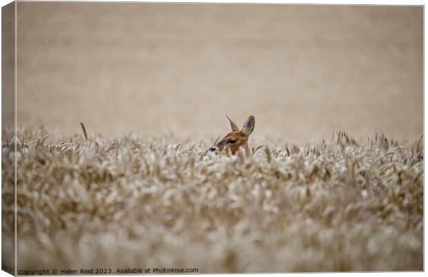 A Roe Deer doe head popping out over wheat crop field Canvas Print by Helen Reid