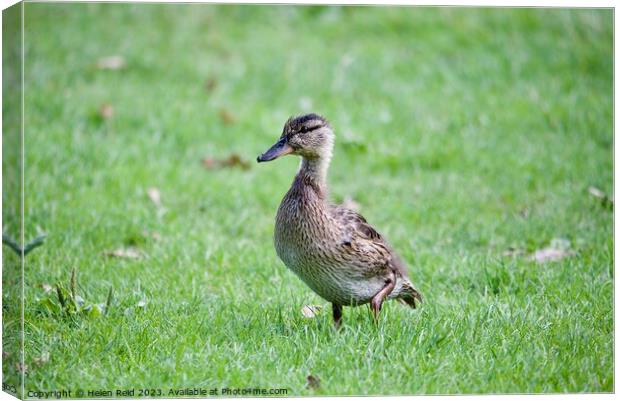 Young mallard duck Canvas Print by Helen Reid