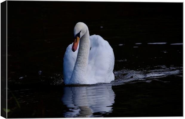 Mute swan swimming Canvas Print by Helen Reid