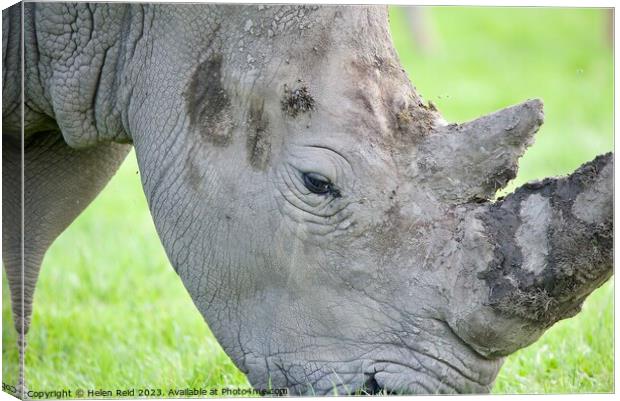A rhinoceros standing on a lush green field eating - side head view Canvas Print by Helen Reid