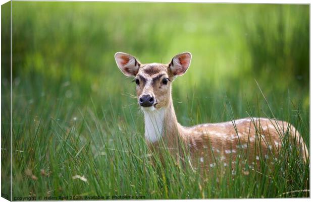 Sika deer Animal on the field Canvas Print by Helen Reid