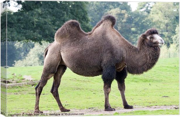 Bactrian Camel - Knowsley Safari Park Canvas Print by Helen Reid