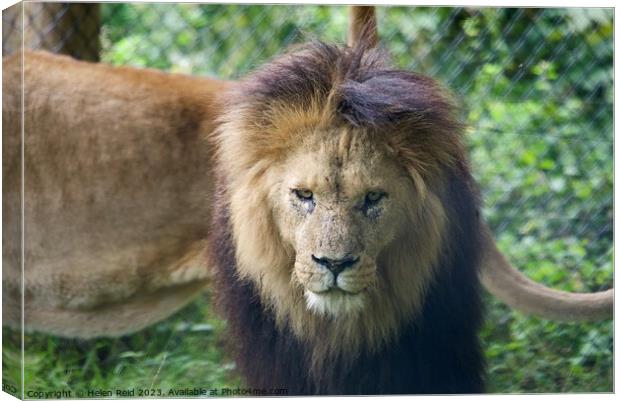 A lion looking at the camera - Knowsley Safari Park Canvas Print by Helen Reid