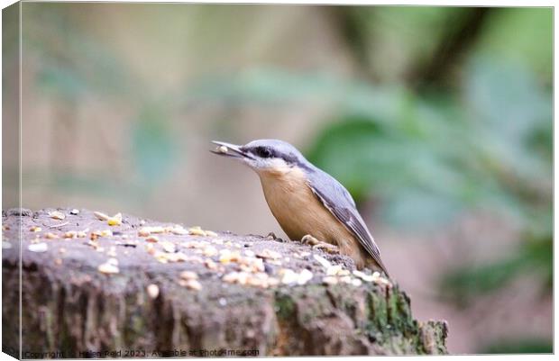 Nuthatch bird eating a seed Canvas Print by Helen Reid