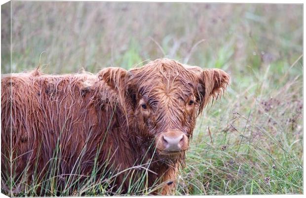 A brown highland cow wet from the rain sitting in a field Canvas Print by Helen Reid