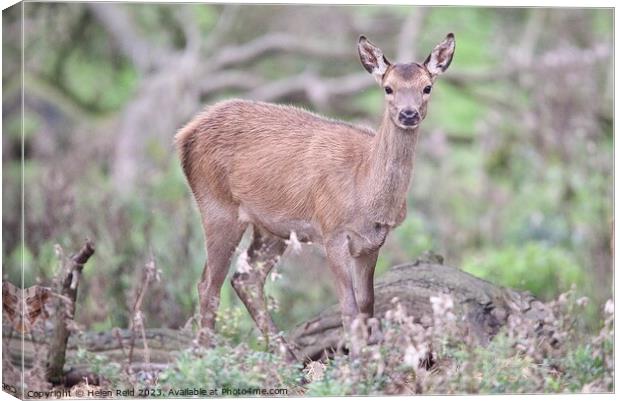 A red deer hind standing in a field Canvas Print by Helen Reid