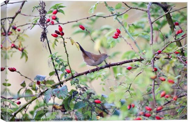 Cetti’s warbler bird perched amongst Autumn berries Canvas Print by Helen Reid