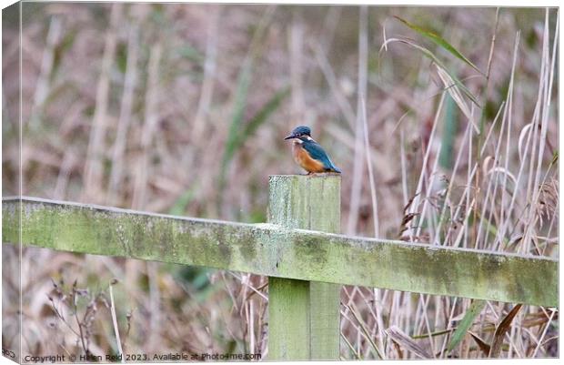 Kingfisher on a post Canvas Print by Helen Reid
