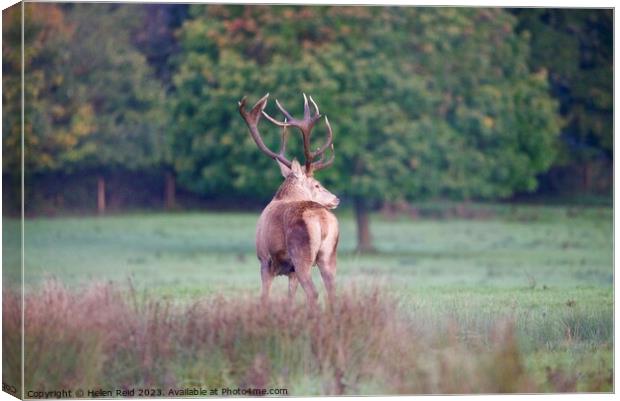A red deer stag, stood with his head turned against autumn coloured trees  Canvas Print by Helen Reid