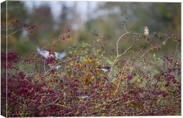 Fieldfare birds eating Autumn red berries Canvas Print by Helen Reid