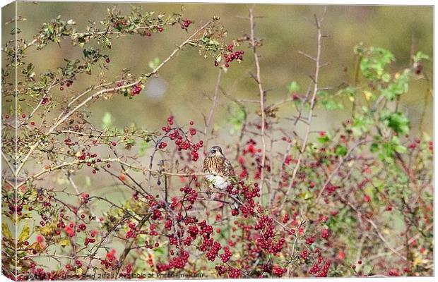 Fieldfare bird perched amongst red hawthorn berries. Canvas Print by Helen Reid