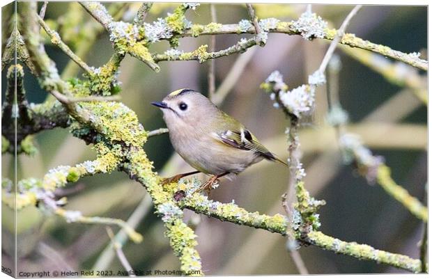 Goldcrest bird perched on moss branches Canvas Print by Helen Reid