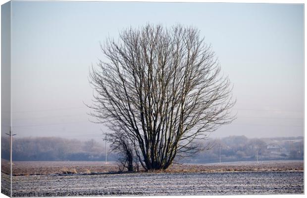 Single bare leaves winter tree in a frosty field Canvas Print by Helen Reid