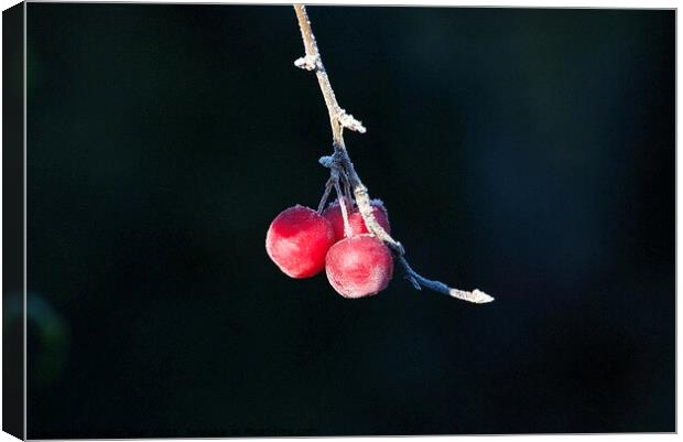 Red crab apples covered in frost  Canvas Print by Helen Reid