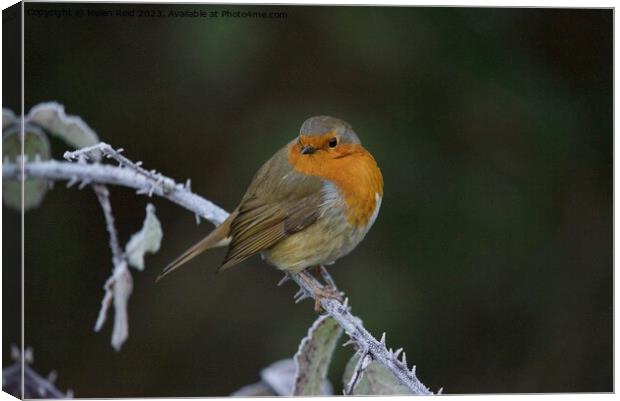 Robin bird perched on a frozen branchAnimal bird Canvas Print by Helen Reid
