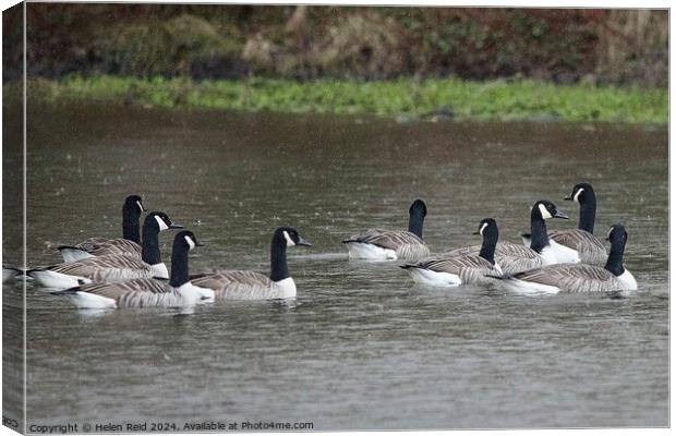 Canada geese flock swimming with their backs towards the vamera  Canvas Print by Helen Reid