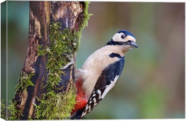 Great spotted woodpecker Canvas Print by Helen Reid