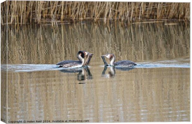 Great Crested Grebes weed dance  Canvas Print by Helen Reid