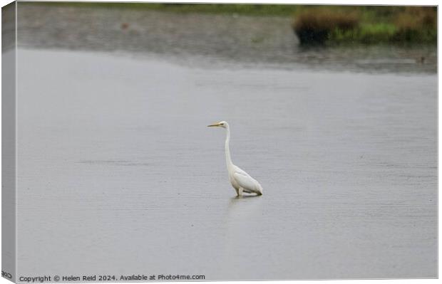 Great white Egret Canvas Print by Helen Reid