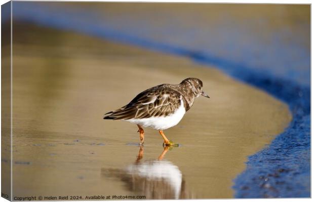 Single turnstone at the waters edge Canvas Print by Helen Reid