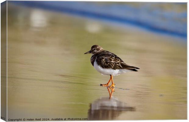 Ruddy turnstone bird Canvas Print by Helen Reid