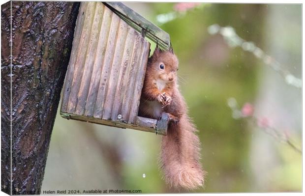 A close up of a red squirrel on a wooden feeder Canvas Print by Helen Reid