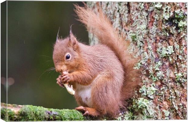 A red squirrel on a branch eating a peanut Canvas Print by Helen Reid