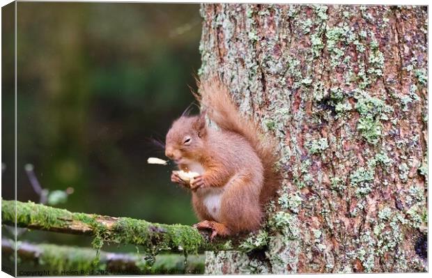 A red squirrel on a branch ‘sneezing’ a peanut Canvas Print by Helen Reid