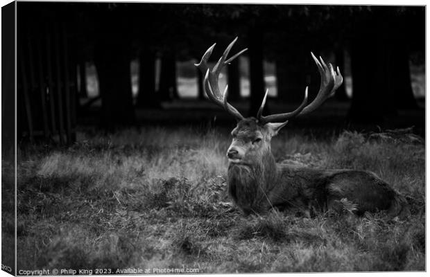 Stag at Bushy Park Canvas Print by Philip King