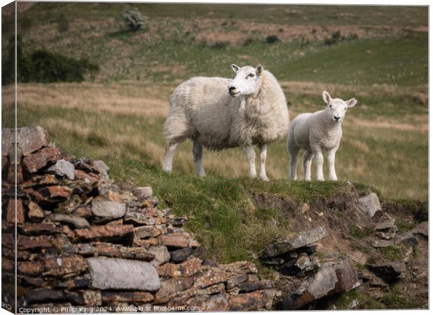 Sheep in the Pennines Canvas Print by Philip King
