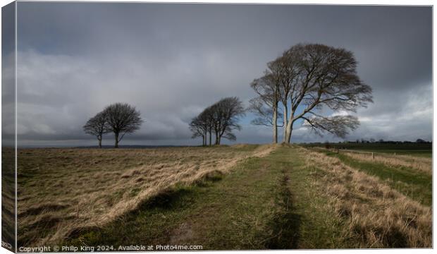 Trees on Roundway Hill, Wiltshire Canvas Print by Philip King