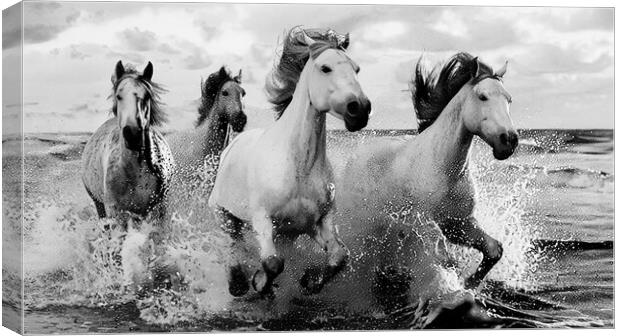 White Horses in Black and White  Canvas Print by CC Designs