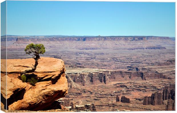 Solitary Juniper Tree Dead Horse Point State Park  Canvas Print by Madeleine Deaton