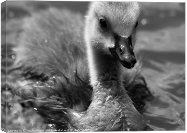 The duckling Canvas Print by Talitha Higgs