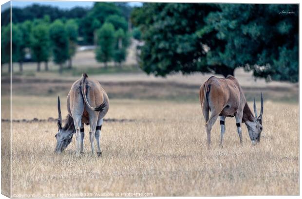 Common Elands in perfect Symmetry-colour Canvas Print by Azhar Fajurdeen