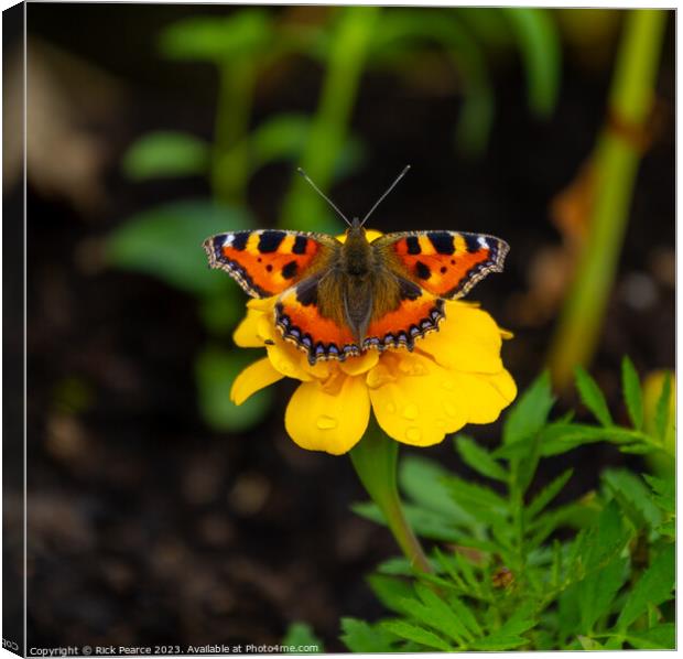 Butterfly Canvas Print by Rick Pearce