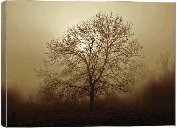Ash tree in fog, Hob Moor , sepia Canvas Print by Paul Boizot